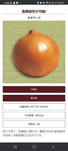 玉ねぎ苗5万本