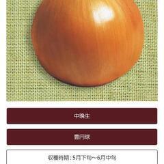 玉ねぎ苗5万本
