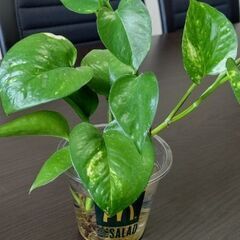 予約有り観葉植物　ポトス根付き　(別途カットポトスもプレゼント)