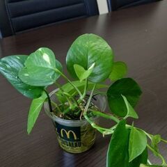 観葉植物　ポトス根付き　(別途カットポトスもプレゼント)