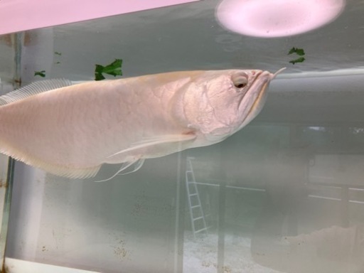アルビノシルバーアロワナ 【最終値下げ】 - その他 アルビノシルバーアロワナ 【最終値下げ】 - その他
