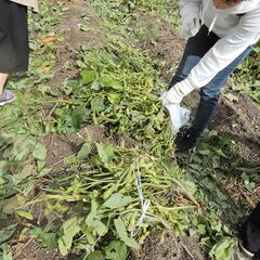 10/15　緊急企画。黒枝豆とさつまいもを収穫しちゃおう。