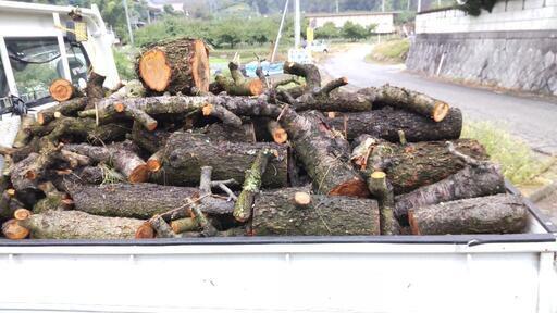 桃の木 薪 玉切り
