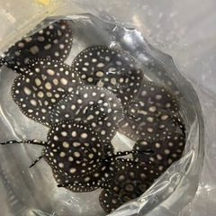 品川ダイヤ ベビー