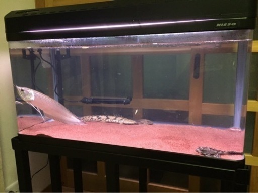 受け渡し先決定」90センチ水槽セット