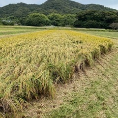 山口県産ひのひかり30キロ　残り5袋→2袋