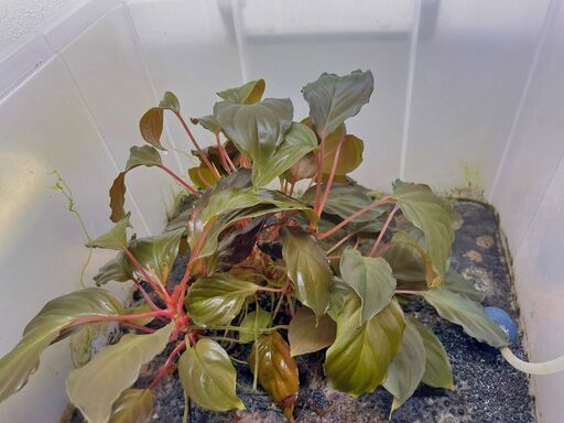 ❤【ビッグサイズ】ホマロメナ Homalomena sp.Tea Time Loksado ❤