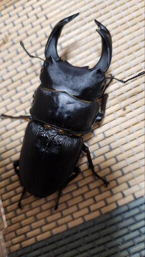 久留米産　オオクワガタ