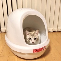 猫用トイレ　未使用品