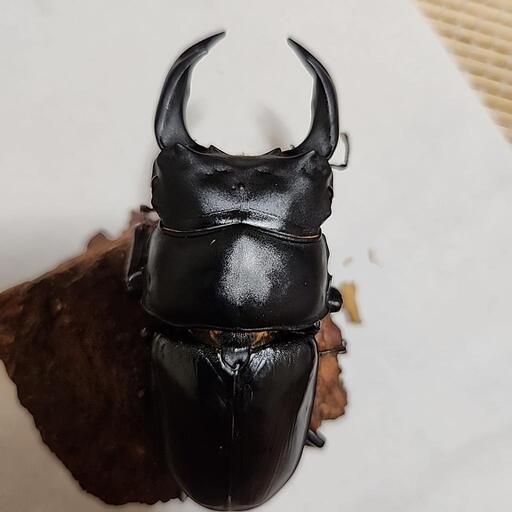 奈良輪川西産　オオクワガタ