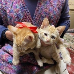 募集停止　可愛い5匹の姉妹猫ちゃん達です - 京都市