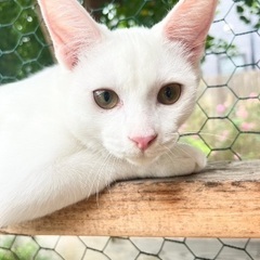 透明感のある白猫 ☆むぎ　オス　６ヶ月の画像