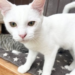 透明感のある白猫 ☆むぎ　オス　６ヶ月 − 大阪府