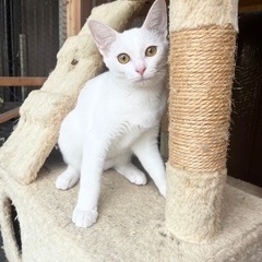 透明感のある白猫 ☆わら　メス　６ヶ月