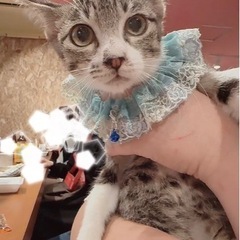 🌸🐈キジシロの仔猫さん🐈🌸譲渡