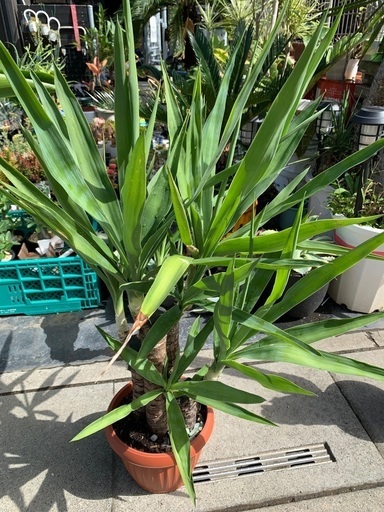 ユッカ　青年の木