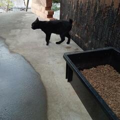 黒猫メス６ヶ月位ウサギのようなしっぽ - 倉敷市