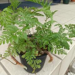 ラビットフット  タバリア  シノブ  (2) 観葉植物