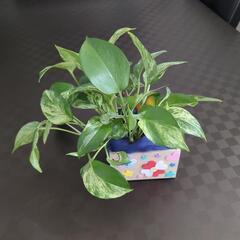 「親子で楽しくおうちグリーンをつくろう！」観葉植物を無料プレゼント☆の画像
