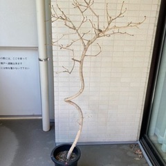 観葉植物◆葉無し・鉢つき