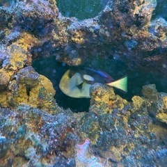 熱帯魚　ナンヨウハギ