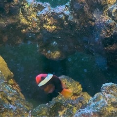 熱帯魚　レッドアンドブラックアネモネ