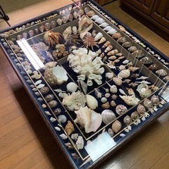貝殻コンクションテーブル