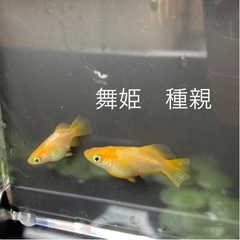 【ネット決済】【メダカ】舞姫幼魚5匹