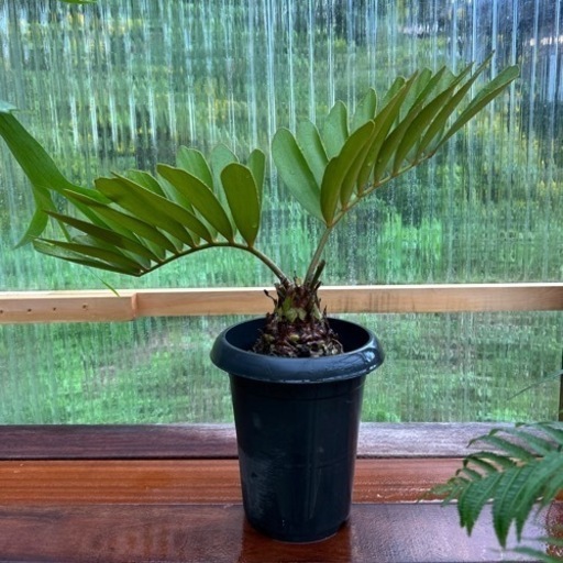 ザミア　メキシコソテツ　6号　観葉植物