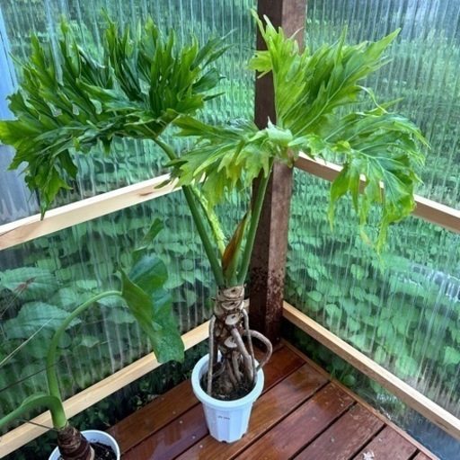 セローム　7号　観葉植物