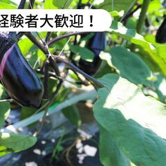 【日払い】高知県香南市野市町で茄子の収穫のお仕事！【単発/短期求人】