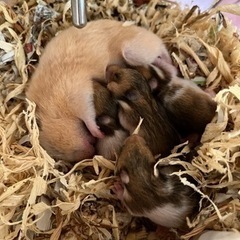 ゴールデンハムスター　里親さん決まりました