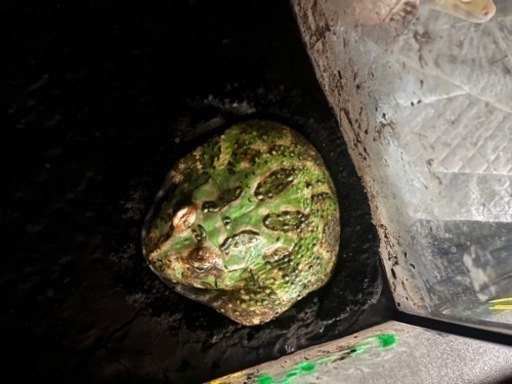 クラウンヴェルツノガエル