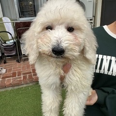 【飼い主様決まりました】ゴールデンドゥードルの男の子🐻