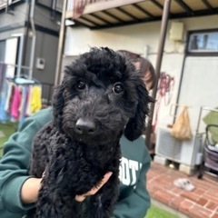 【飼い主様決まりました】トイプードルの女の子💞