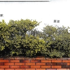 微生物原料10L 特許取得製品！窒素リン酸カリが豊富