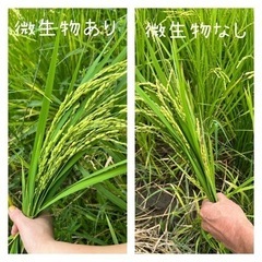 微生物原料10L 特許取得製品！窒素リン酸カリが豊富