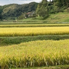 ※無農薬新米※令和５年産山間地きぬむすめ30kg