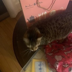 3歳くらいになってしまっている猫達ですが