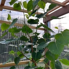 インドボダイジュ　10号　観葉植物