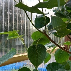 インドボダイジュ　10号　観葉植物