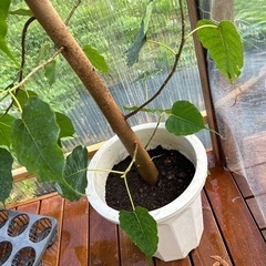 インドボダイジュ　10号　観葉植物