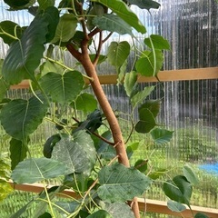 インドボダイジュ　10号　観葉植物