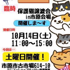 ねこけん千葉支部🐈️臨時保護猫譲渡会開催します🙇‍♂️⤵️