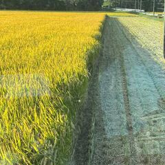 令和5年産　堆肥栽培　減農薬　彩のかがやき　30ｋｇ　玄米