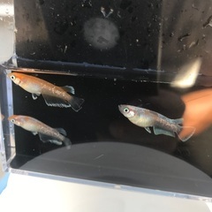 ✨夢中メダカ様血統　レッドクリフ紅白　メダカ　稚魚10匹1500円