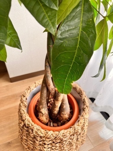 値下げしました！観葉植物、カゴ\u0026受け皿の3点セット