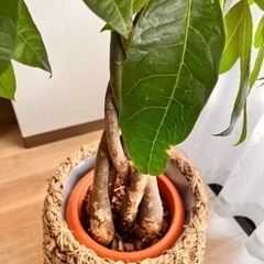 値下げしました！観葉植物、カゴ&受け皿の3点セット🪴