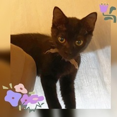 可愛いらし😍黒猫姉妹ショコラ・シフォンちゃん3ヶ月 - 調布市