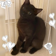 可愛いらし😍黒猫姉妹ショコラ・シフォンちゃん3ヶ月 − 東京都